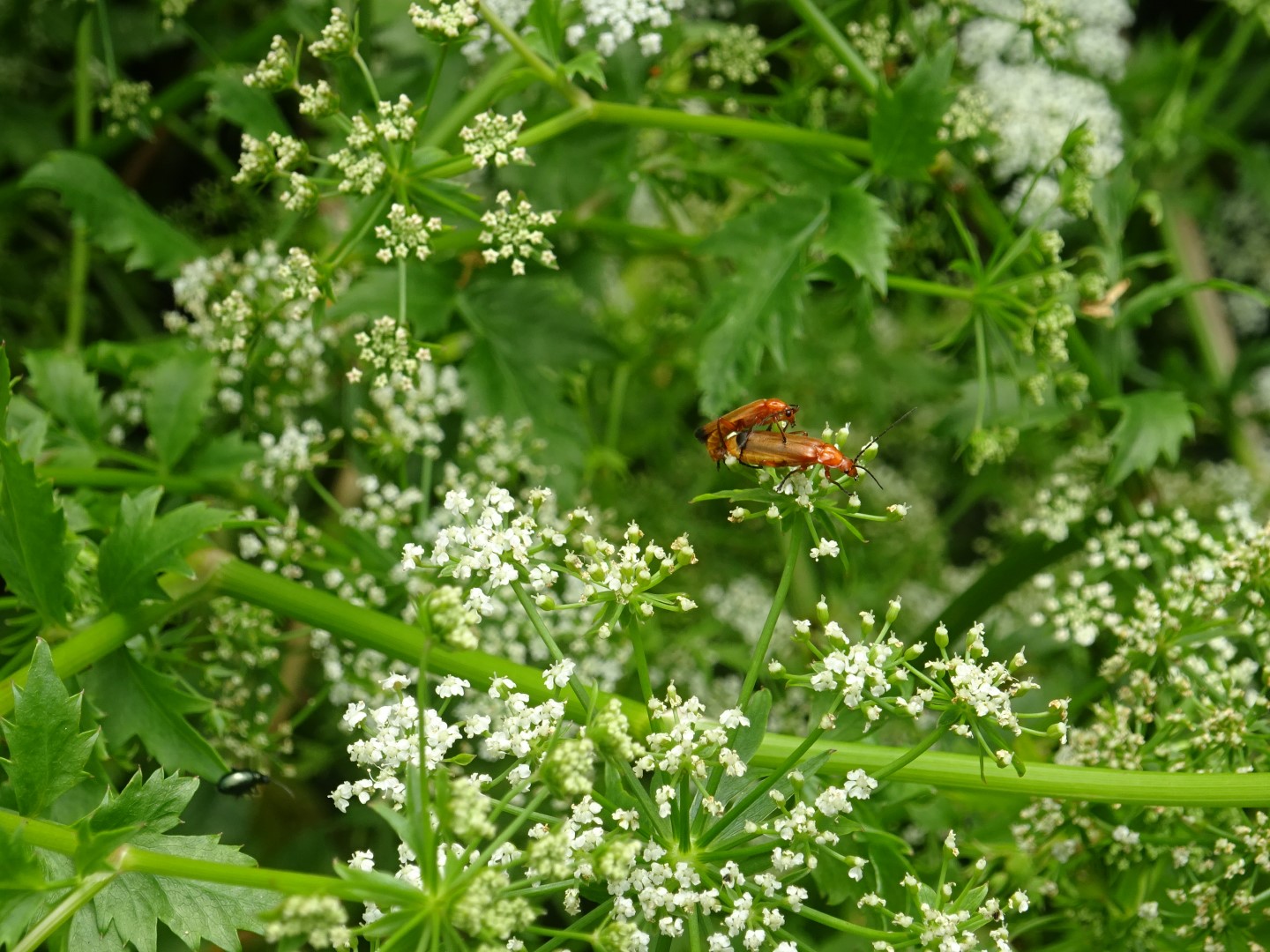 welke kevertjes zitten hier op de schermbloem?